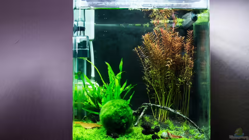 Aquarium Hauptansicht von Garnelenbox Aquarium Hauptansicht von Garnelenbox