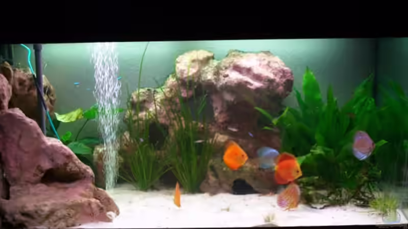 Aquarium Hauptansicht von Gauchel Becken Aquarium Hauptansicht von Gauchel Becken