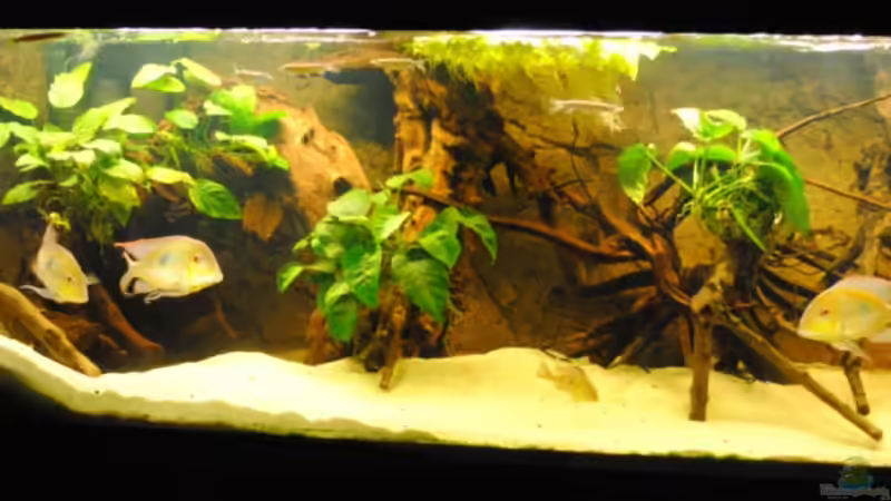 Aquarium Hauptansicht von Geophagus & Co Aquarium Hauptansicht von Geophagus & Co