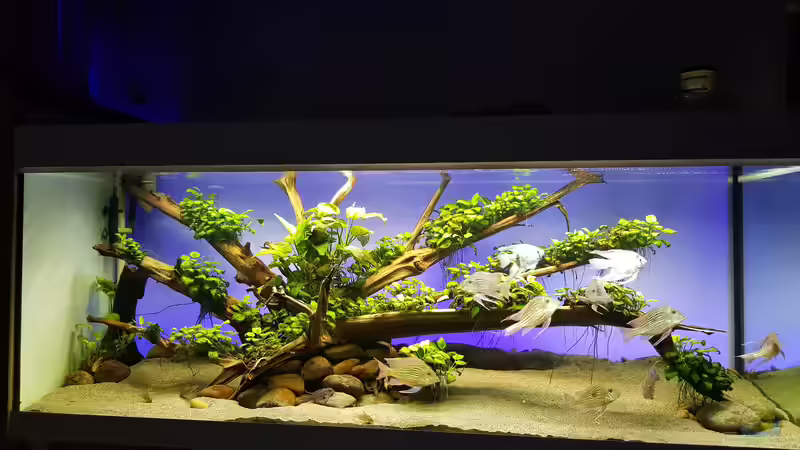 Aquarium Hauptansicht von Geophagus castle Aquarium Hauptansicht von Geophagus castle