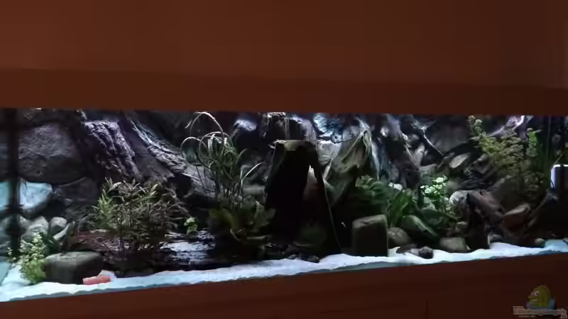 Aquarium Hauptansicht von Geophagus Proximus Aquarium Hauptansicht von Geophagus Proximus