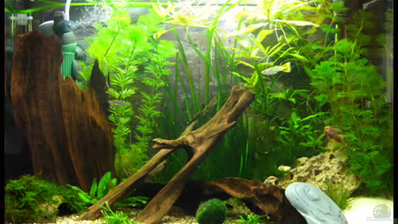 Aquarium Hauptansicht von Gesellschaft auf 84l Aquarium Hauptansicht von Gesellschaft auf 84l