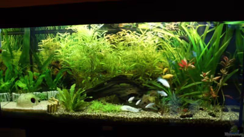 Aquarium Hauptansicht von Gesellschaft in 180 Liter Aquarium Hauptansicht von Gesellschaft in 180 Liter