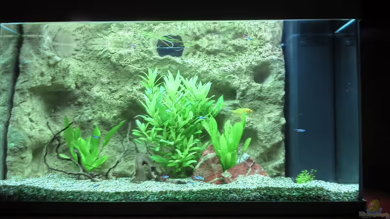 Aquarium Hauptansicht von Gesellschafts Aquarium Aquarium Hauptansicht von Gesellschafts Aquarium