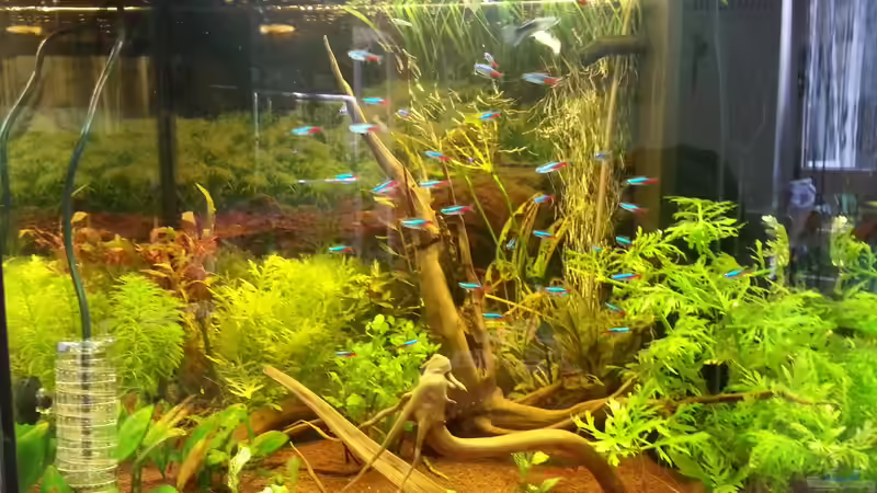 Aquarium Hauptansicht von Gesellschaftsbecken 1 Aquarium Hauptansicht von Gesellschaftsbecken 1