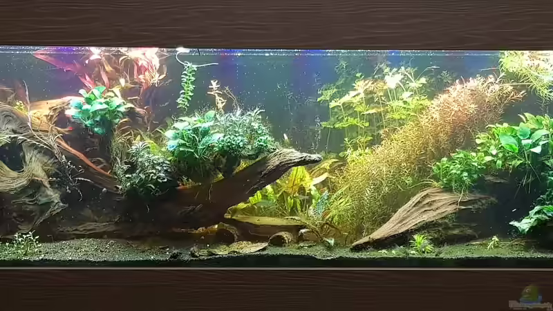 Aquarium Hauptansicht von Gesellschaftsbecken 13.01.21 Aquarium Hauptansicht von Gesellschaftsbecken 13.01.21