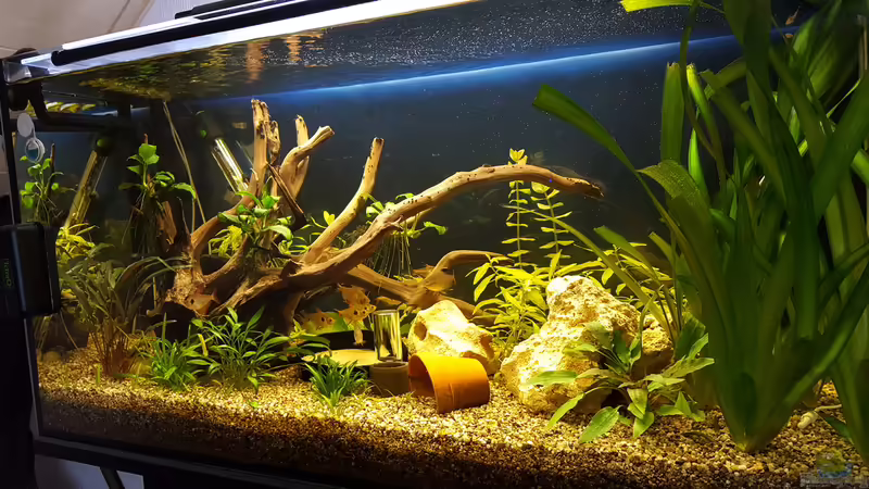 Aquarium Hauptansicht von Gesellschaftsbecken Andy1904 Aquarium Hauptansicht von Gesellschaftsbecken Andy1904