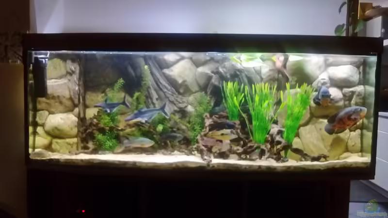 Aquarium Hauptansicht von Gesellschaftsbecken Süd-Mittelamerika Aquarium Hauptansicht von Gesellschaftsbecken Süd-Mittelamerika