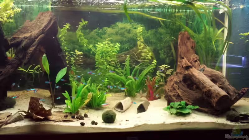 Aquarium Hauptansicht von Gesellschaftsbecken Wohnzimmer Aquarium Hauptansicht von Gesellschaftsbecken Wohnzimmer