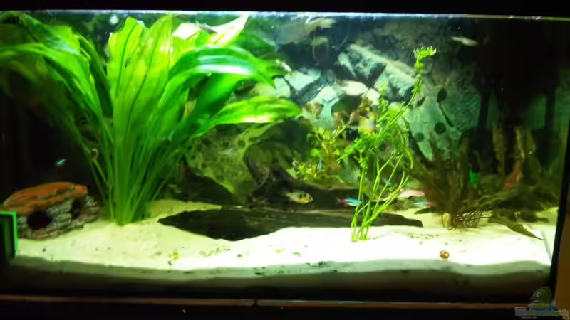 Aquarium Hauptansicht von Gesellschaftsbecken Aquarium Hauptansicht von Gesellschaftsbecken