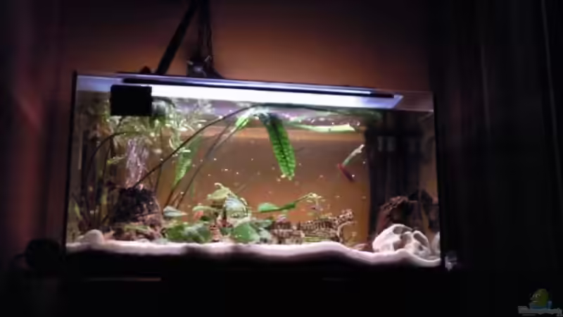 Aquarium Hauptansicht von Gesellschaftsbecken Aquarium Hauptansicht von Gesellschaftsbecken