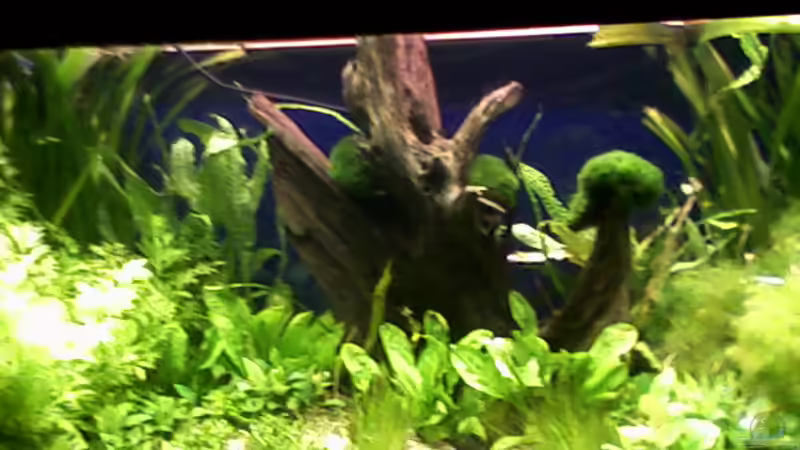 Aquarium Hauptansicht von Gesellschaftsbecken Aquarium Hauptansicht von Gesellschaftsbecken