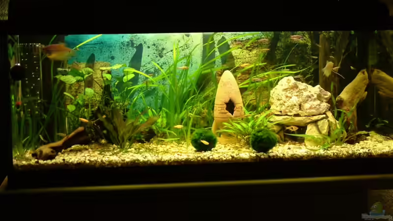 Aquarium Hauptansicht von Gesellschaftsbecken Aquarium Hauptansicht von Gesellschaftsbecken