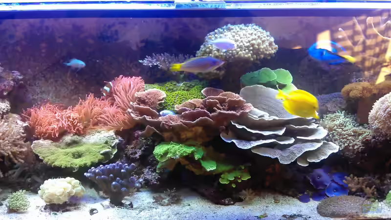 Aquarium Hauptansicht von Gesellschaftsbecken Aquarium Hauptansicht von Gesellschaftsbecken