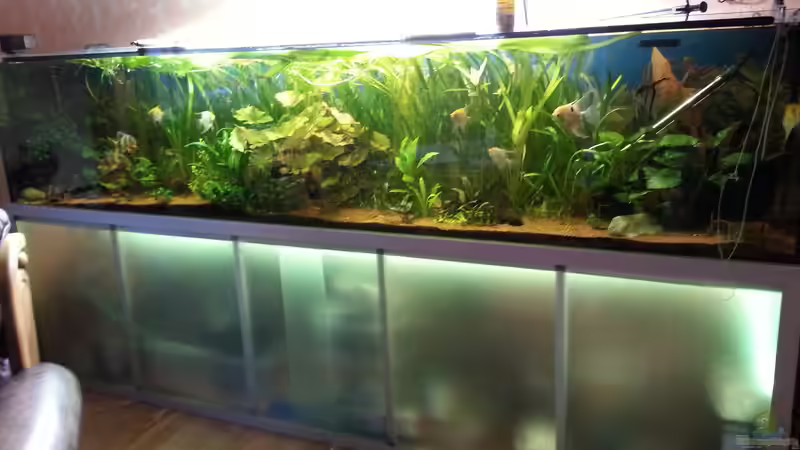 Aquarium Hauptansicht von Gesellschaftsbecken Aquarium Hauptansicht von Gesellschaftsbecken