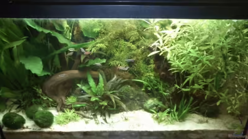 Aquarium Hauptansicht von Gesellschaftsbecken Aquarium Hauptansicht von Gesellschaftsbecken