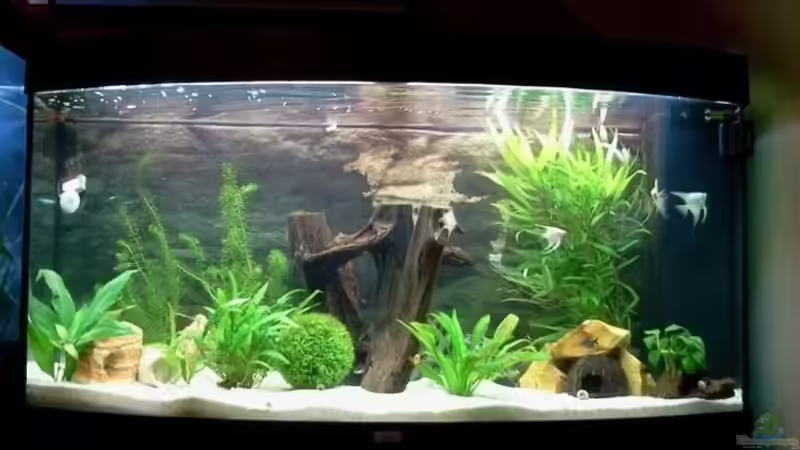 Aquarium Hauptansicht von Gesellschaftsbecken Aquarium Hauptansicht von Gesellschaftsbecken