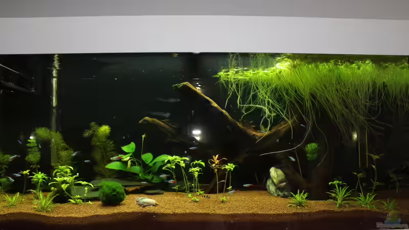 Aquarium Hauptansicht von Gesellschaftsbecken Aquarium Hauptansicht von Gesellschaftsbecken