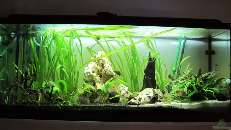 Aquarium Hauptansicht von Gesellschaftsbecken Aquarium Hauptansicht von Gesellschaftsbecken