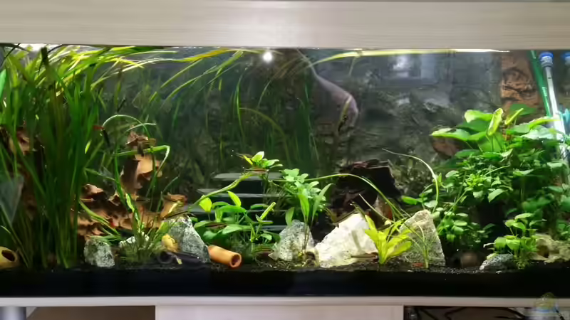 Aquarium Hauptansicht von Gesellschaftsbecken Aquarium Hauptansicht von Gesellschaftsbecken