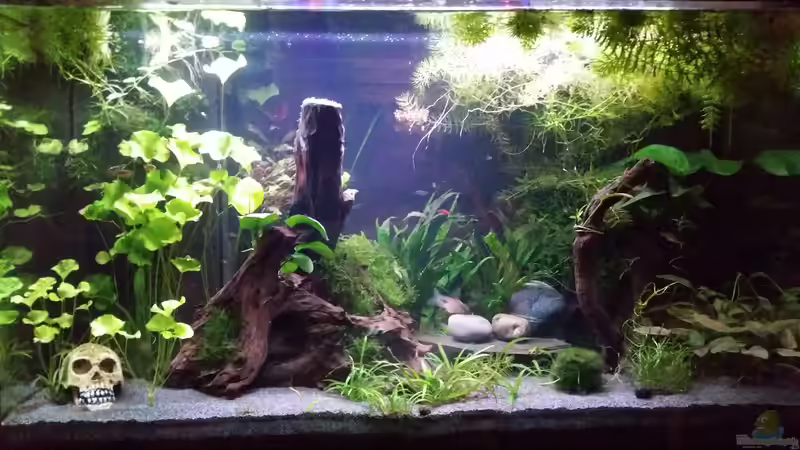 Aquarium Hauptansicht von Gesellschaftsbecken Aquarium Hauptansicht von Gesellschaftsbecken