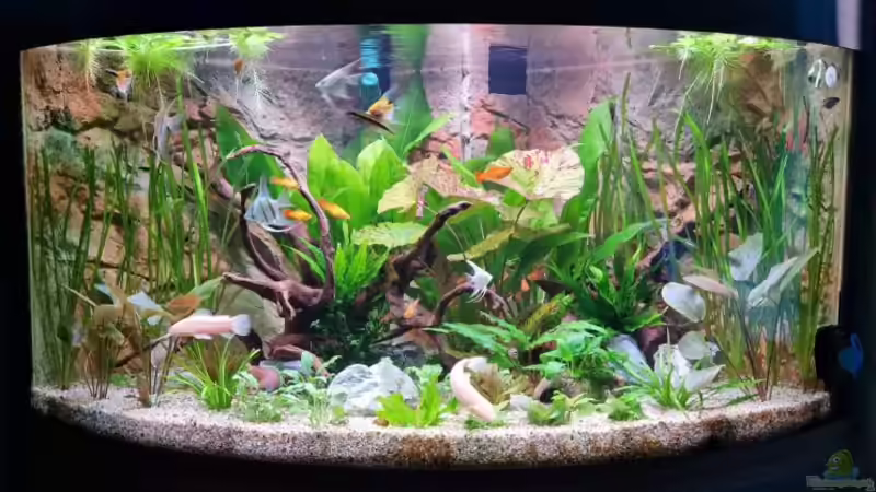 Aquarium Hauptansicht von Gesellschaftsbecken Aquarium Hauptansicht von Gesellschaftsbecken