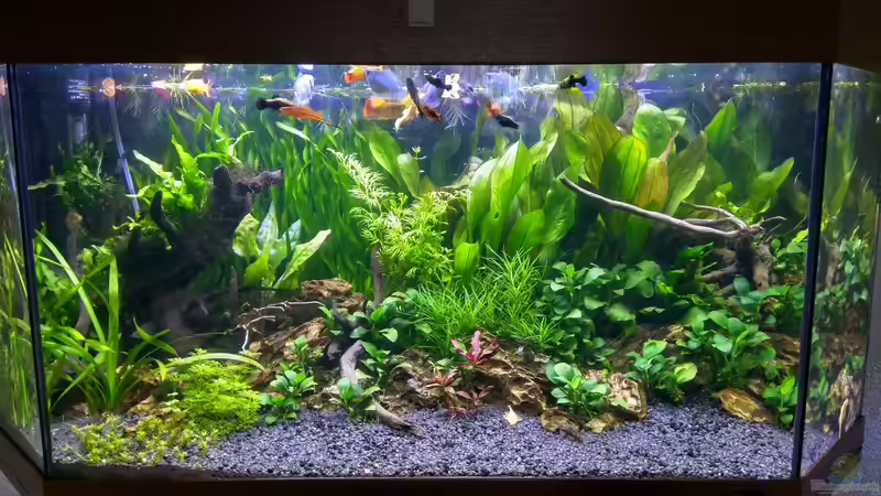 Aquarium Hauptansicht von Gesellschaftsbecken Aquarium Hauptansicht von Gesellschaftsbecken