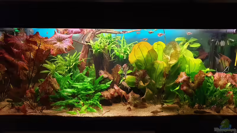 Aquarium Hauptansicht von Gesellschaftsbecken Aquarium Hauptansicht von Gesellschaftsbecken