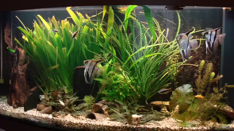 Aquarium Hauptansicht von Gesellschaftsbecken Aquarium Hauptansicht von Gesellschaftsbecken