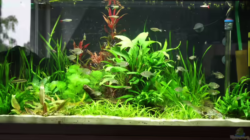 Aquarium Hauptansicht von Gesellschaftsbeckern Aquarium Hauptansicht von Gesellschaftsbeckern