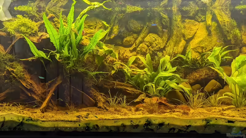 Aquarium Hauptansicht von Golden River Aquarium Hauptansicht von Golden River