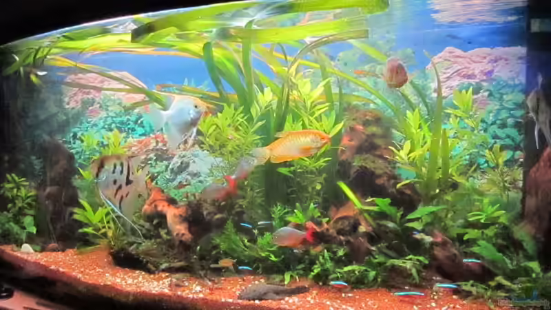 Aquarium Hauptansicht von green Lounge (aufgelöst, nur noch als Beispiel) Aquarium Hauptansicht von green Lounge (aufgelöst, nur noch als Beispiel)