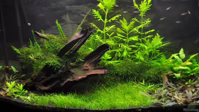 Aquarium Hauptansicht von green revolution Aquarium Hauptansicht von green revolution