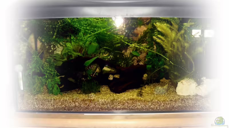 Aquarium Hauptansicht von Greenscaping first one Aquarium Hauptansicht von Greenscaping first one