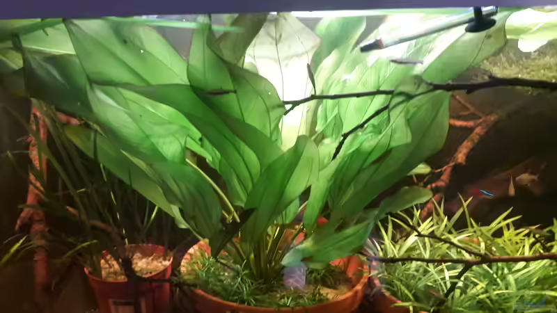 Aquarium Hauptansicht von Größenkompromiss (Provisorium) Aquarium Hauptansicht von Größenkompromiss (Provisorium)