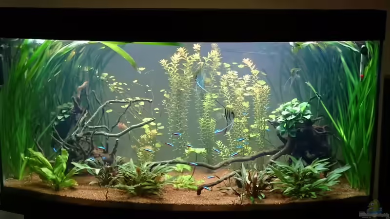 Aquarium Hauptansicht von Grüne Oase Aquarium Hauptansicht von Grüne Oase