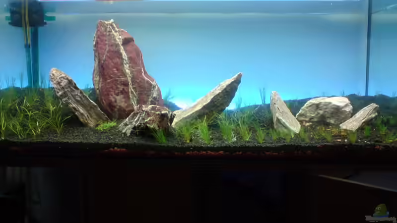 Aquarium Hauptansicht von Grüner Hügel Aquarium Hauptansicht von Grüner Hügel