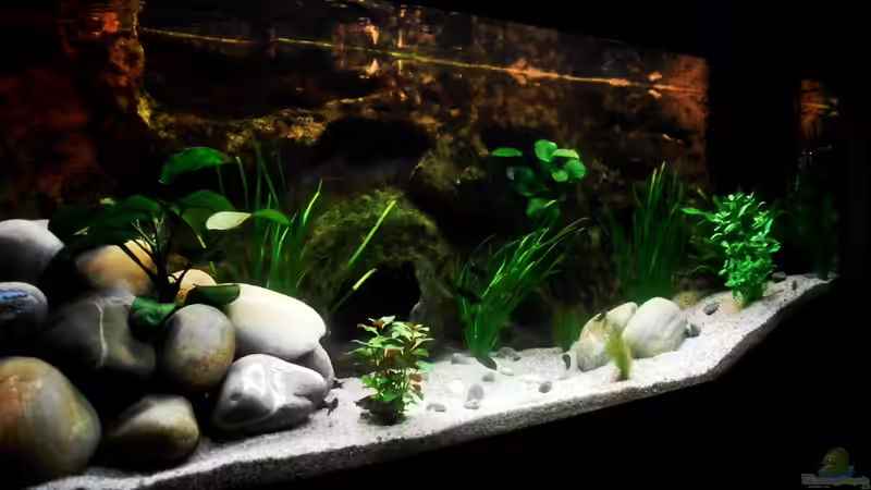 Aquarium Hauptansicht von Grünes Tanganjika Aquarium Hauptansicht von Grünes Tanganjika