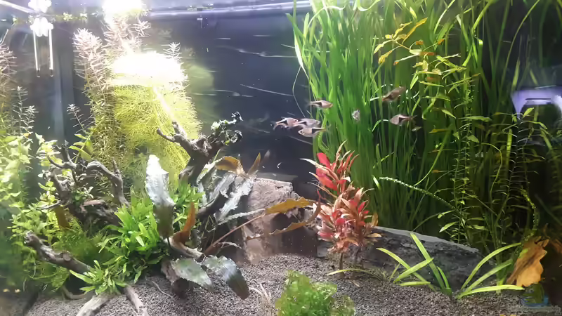 Aquarium Hauptansicht von Gundel und Gause's Zuhause Aquarium Hauptansicht von Gundel und Gause's Zuhause