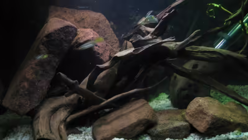 Aquarium Hauptansicht von Guppy-Zuchtstation Aquarium Hauptansicht von Guppy-Zuchtstation