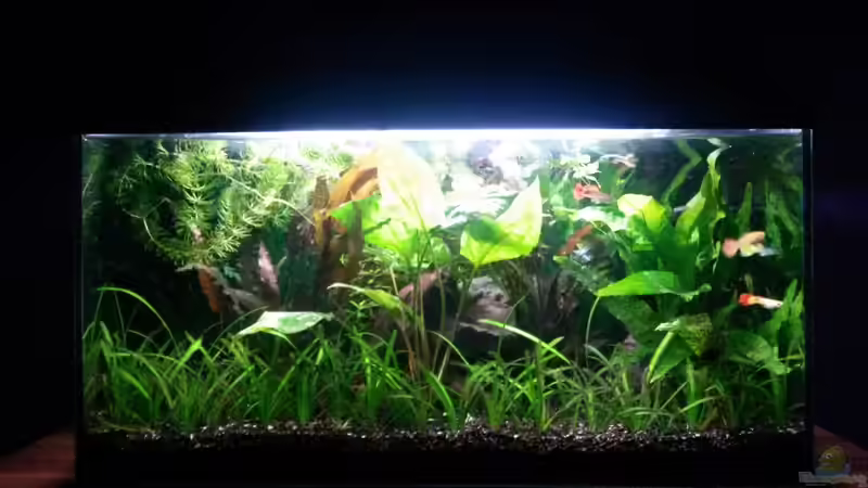 Aquarium Hauptansicht von Guppybecken (aufgelöst) Aquarium Hauptansicht von Guppybecken (aufgelöst)