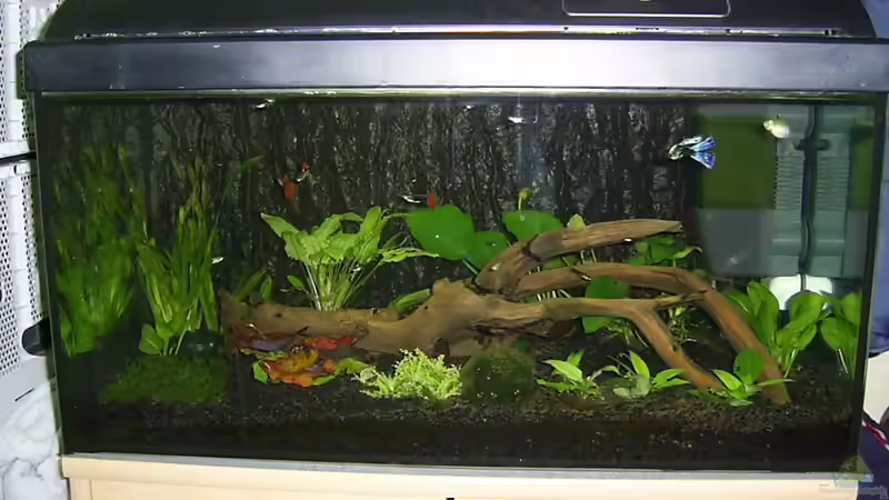 Aquarium Hauptansicht von Guppyzucht Aquarium Hauptansicht von Guppyzucht