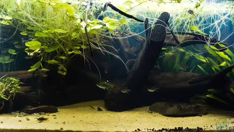 Aquarium Hauptansicht von Guyana-Länder Südamerika Aquarium Hauptansicht von Guyana-Länder Südamerika