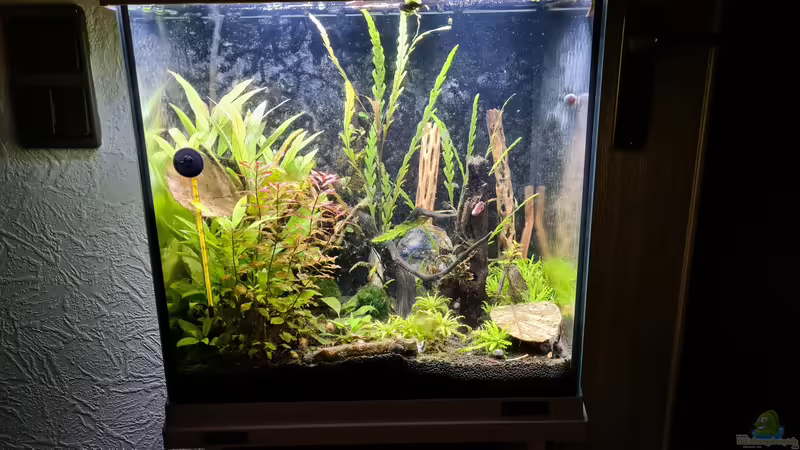 Aquarium Hauptansicht von Haster Bergpfütze Aquarium Hauptansicht von Haster Bergpfütze