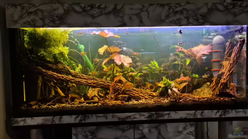 Aquarium Hauptansicht von Haster Bergsee Aquarium Hauptansicht von Haster Bergsee