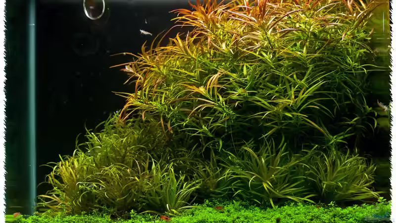 Aquarium Hauptansicht von High Voltage Aquarium Hauptansicht von High Voltage