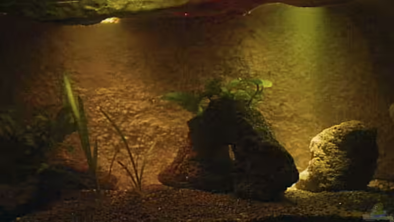 Aquarium Hauptansicht von Höhlenbecken Aquarium Hauptansicht von Höhlenbecken