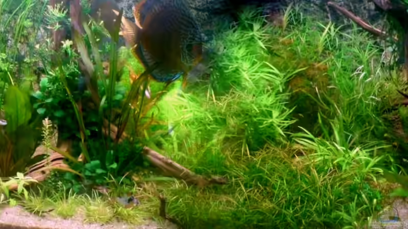 Aquarium Hauptansicht von Home sweet home Aquarium Hauptansicht von Home sweet home
