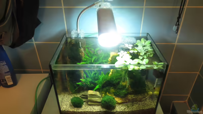 Aquarium Hauptansicht von In the depth of silence Aquarium Hauptansicht von In the depth of silence