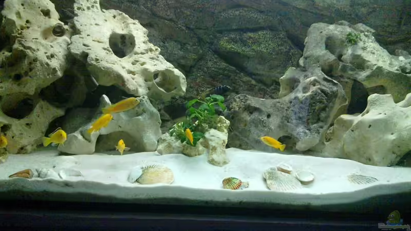 Aquarium Hauptansicht von It´s Mbuna time Aquarium Hauptansicht von It´s Mbuna time